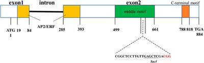 Production of Conjoined Transgenic and Edited Barley and Wheat Plants for Nud Genes Using the CRISPR/SpCas9 System